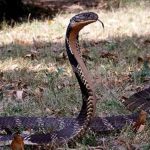 ‘കത്തുന്ന ചൂടാണ്; തണുപ്പ് തേടി മരണം ഇഴഞ്ഞെത്താം’; പാമ്പുകളെ സൂക്ഷിക്കുക; ശരിയായ ചികിത്സ മുതല്‍ അറിയേണ്ടതെല്ലാം