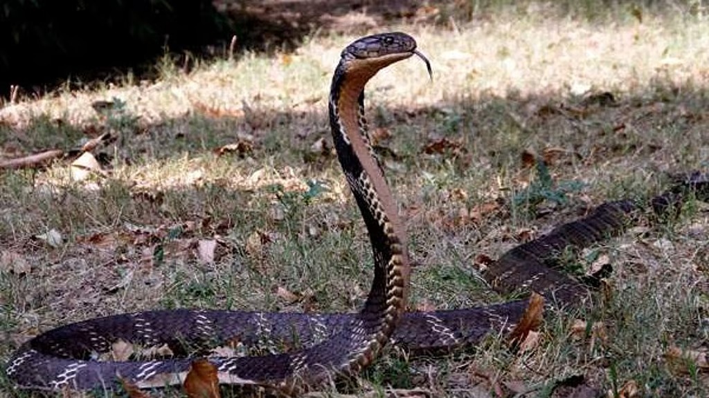 ‘കത്തുന്ന ചൂടാണ്; തണുപ്പ് തേടി മരണം ഇഴഞ്ഞെത്താം’; പാമ്പുകളെ സൂക്ഷിക്കുക; ശരിയായ ചികിത്സ മുതല്‍ അറിയേണ്ടതെല്ലാം