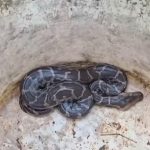 തുടര്‍ച്ചയായ മൂന്നാം ദിവസവും വീട്ടില്‍ പെരുമ്പാമ്പ്; ആശങ്കയില്‍ വീട്ടുകാര്‍