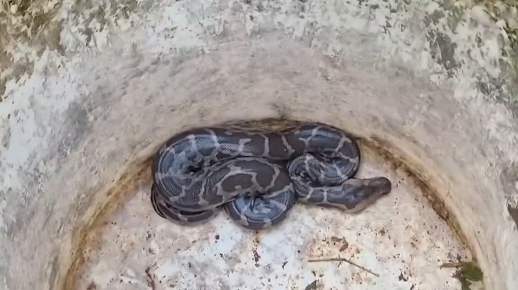 തുടര്‍ച്ചയായ മൂന്നാം ദിവസവും വീട്ടില്‍ പെരുമ്പാമ്പ്; ആശങ്കയില്‍ വീട്ടുകാര്‍