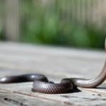 തൃശൂരില്‍ രണ്ടര വയസുകാരന് പാമ്പു കടിയേറ്റു; ശംഖുവരയന്‍ കടിച്ചത് ശുചിമുറിയില്‍ വച്ച്