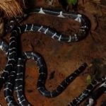 തലയണയ്ക്കടിയിലും, മുറിയിലും ബാത്‌റൂമിലും പാമ്പുകള്‍; കുറ്റ്യാടിയില്‍ ഒരു വീട്ടില്‍ നിന്നും പിടികൂടിയത് അഞ്ച് വെള്ളിക്കെട്ടനെ