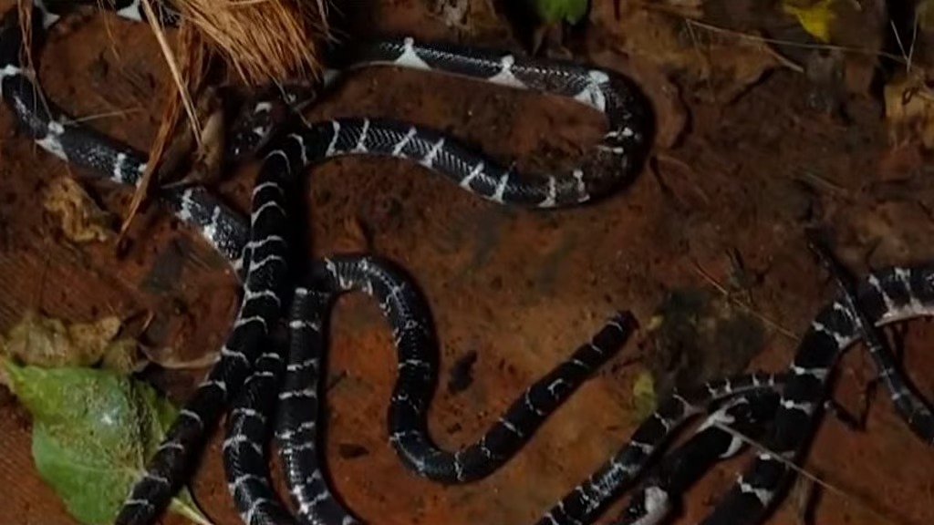 തലയണയ്ക്കടിയിലും, മുറിയിലും ബാത്‌റൂമിലും പാമ്പുകള്‍; കുറ്റ്യാടിയില്‍ ഒരു വീട്ടില്‍ നിന്നും പിടികൂടിയത് അഞ്ച് വെള്ളിക്കെട്ടനെ
