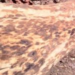 നത്തംകുനി ഈട്ടി മുറി: പിഴ ഈടാക്കുന്നതില്‍ ഉദ്യോഗസ്ഥതലത്തില്‍ വിമുഖതയെന്ന് ആരോപണം