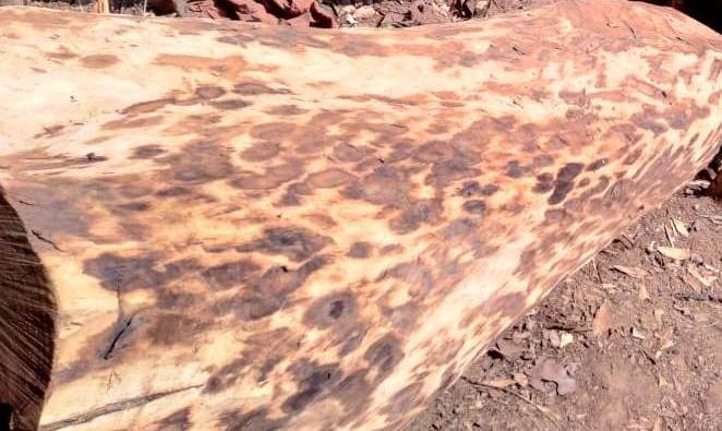 നത്തംകുനി ഈട്ടി മുറി: പിഴ ഈടാക്കുന്നതില്‍ ഉദ്യോഗസ്ഥതലത്തില്‍ വിമുഖതയെന്ന് ആരോപണം