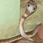 വീട്ടിലെ കിടപ്പുമുറിയില്‍ മൂര്‍ഖന്‍; കുട്ടി കടിയേല്‍ക്കാതെ രക്ഷപ്പെട്ടത് തലനാരിഴയ്ക്ക്