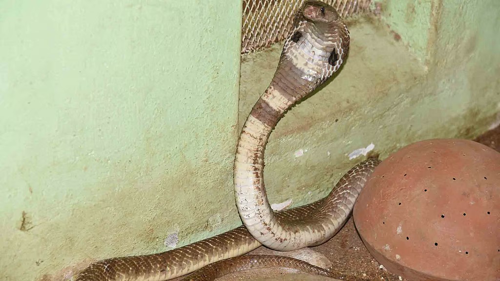 വീട്ടിലെ കിടപ്പുമുറിയില്‍ മൂര്‍ഖന്‍; കുട്ടി കടിയേല്‍ക്കാതെ രക്ഷപ്പെട്ടത് തലനാരിഴയ്ക്ക്