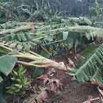 കാറ്റിലും മഴയിലും കൃഷി നശിച്ചവര്‍ക്ക് നഷ്ടപരിഹാരം ഉടന്‍ നല്‍കണം: കര്‍ഷക കോണ്‍ഗ്രസ്