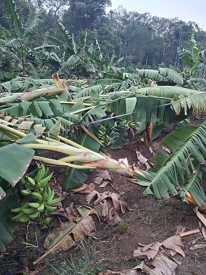 കാറ്റിലും മഴയിലും കൃഷി നശിച്ചവര്‍ക്ക് നഷ്ടപരിഹാരം ഉടന്‍ നല്‍കണം: കര്‍ഷക കോണ്‍ഗ്രസ്