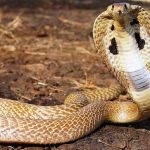 മുറ്റത്ത് കളിക്കുന്നതിനിടെ മൂര്‍ഖന്‍ കടിച്ചു; നാലര വയസുകാരി ഐസിയുവില്‍