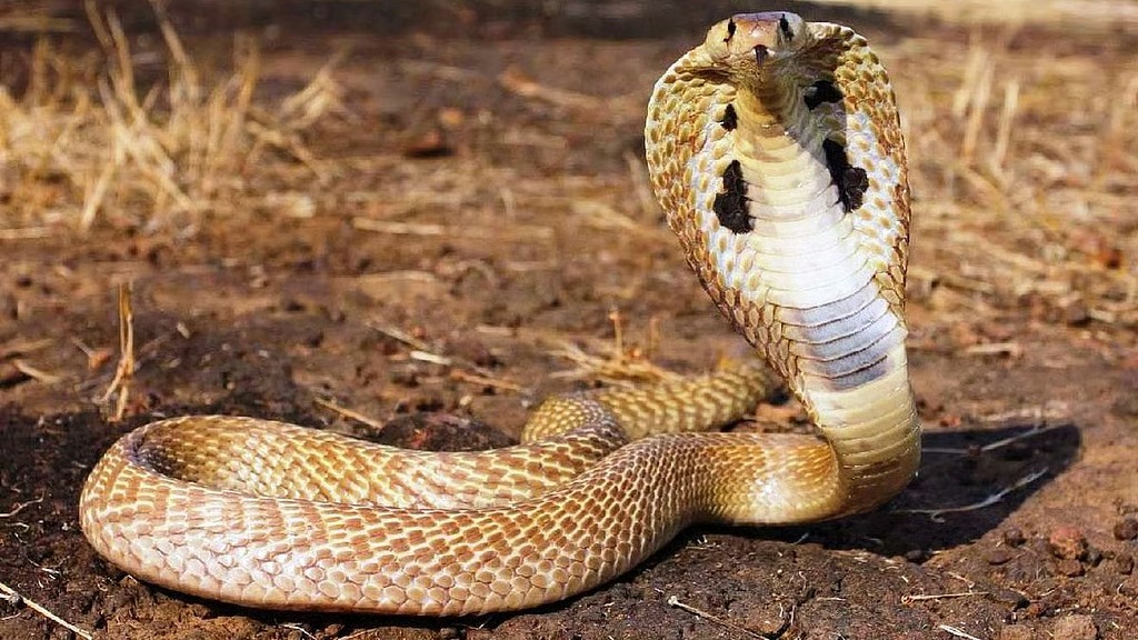 മുറ്റത്ത് കളിക്കുന്നതിനിടെ മൂര്‍ഖന്‍ കടിച്ചു; നാലര വയസുകാരി ഐസിയുവില്‍