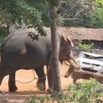 ഒരാളെ ചവിട്ടിക്കൊന്നു, വാഹനങ്ങൾ കുത്തി മറിച്ചു, മണിക്കൂറുകളോളം നാട്ടുകാരെ ‘വിറപ്പിച്ചു’; ഇടഞ്ഞ പാർത്ഥസാരഥിയെ മയക്കുവെടിവെച്ചു