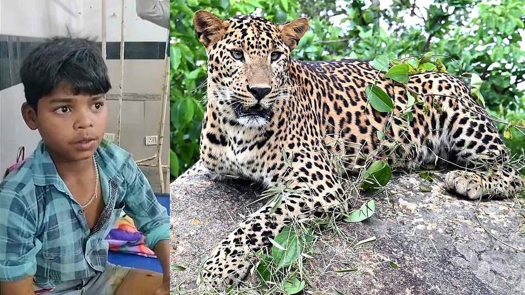 ചാടിവീണ പുള്ളിപ്പുലിയുടെ കഴുത്തിന് പിടിച്ചു നിര്‍ത്തി; ധീരമായി നേരിട്ട് 13 കാരന്‍