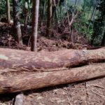മുട്ടിൽ മരംമുറിക്കേസ്: പിടിച്ചെടുത്ത 112 മരങ്ങളുടെയും മഹസർ അന്വേഷണസംഘം കോടതിയിൽ സമർപ്പിച്ചു