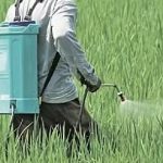 നെല്ലിന് അടിക്കുന്ന കീടനാശിനി, ഗുരുതര ആരോഗ്യ പ്രശ്‌നങ്ങള്‍ക്ക് കാരണം; ‘കാര്‍ബോസള്‍ഫാന്‍’ രാജ്യത്ത് നിരോധിച്ചേക്കും