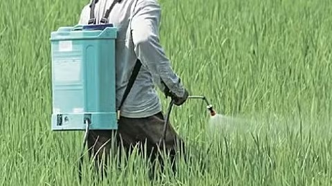 നെല്ലിന് അടിക്കുന്ന കീടനാശിനി, ഗുരുതര ആരോഗ്യ പ്രശ്‌നങ്ങള്‍ക്ക് കാരണം; ‘കാര്‍ബോസള്‍ഫാന്‍’ രാജ്യത്ത് നിരോധിച്ചേക്കും
