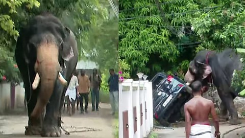 തൃശൂരില്‍ ആന ഇടഞ്ഞു, കാറും, ഓട്ടോറിക്ഷയും കുത്തിമറിച്ചു, പരിഭ്രാന്തി, വിഡിയോ