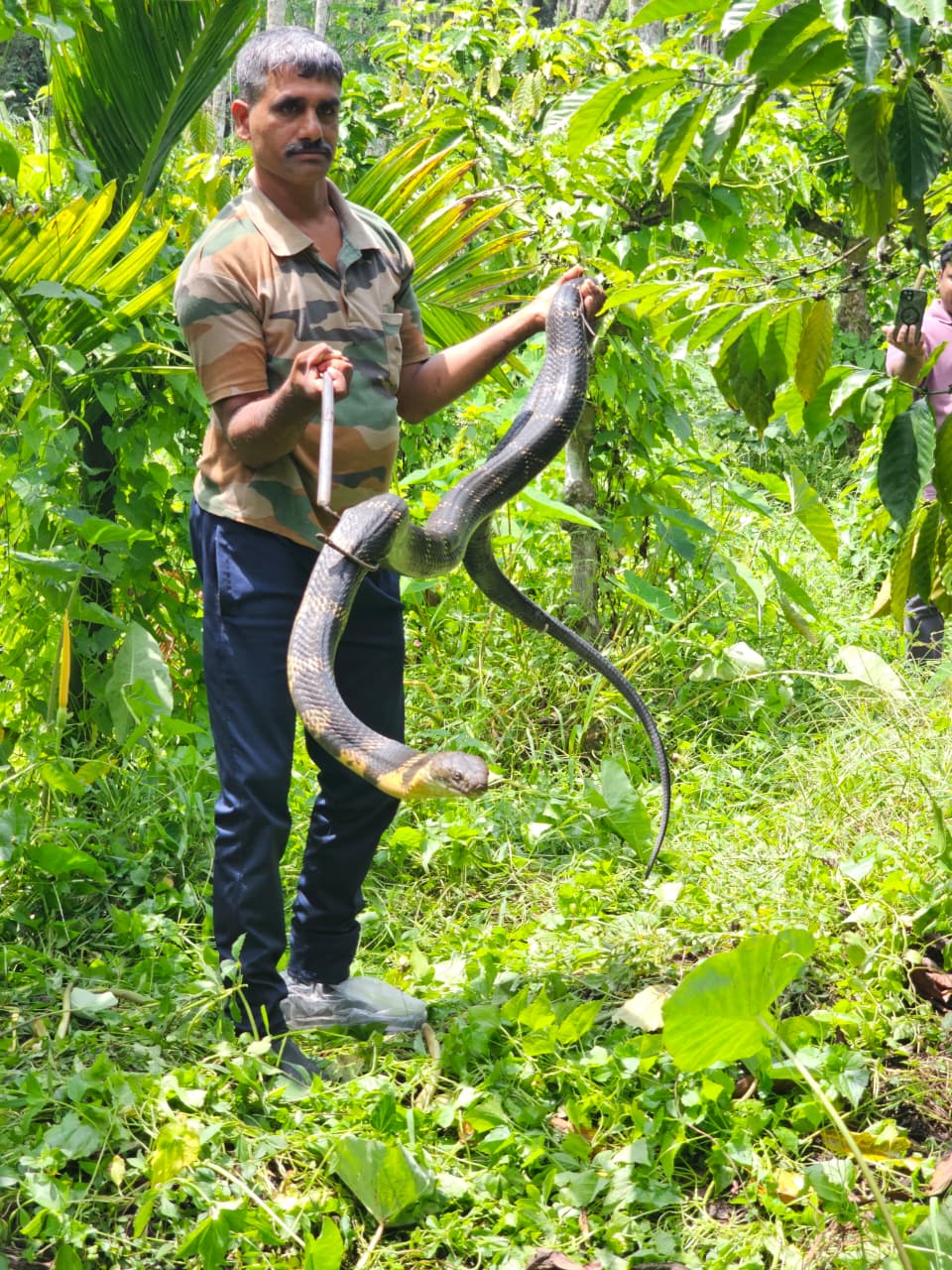 തോട്ടത്തിൽ നിന്നും രാജവെമ്പാലയേ പിടികൂടി
