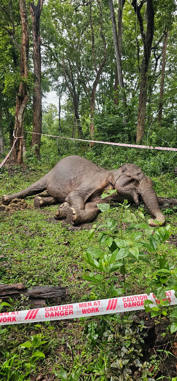 പാതിരി ഫോറസ്റ്റിൽ ആന ചെരിഞ്ഞു