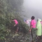 ചുരത്തിൽ മണ്ണിടിച്ചിൽ, മരം കടപുഴകി വീണു