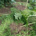 കാട്ടുപന്നി ശല്യം രൂക്ഷം: വ്യാപക കൃഷിനാശം; അധികൃതർ അടിയന്തരമായി ഇടപെടണമെന്ന് കർഷകർ