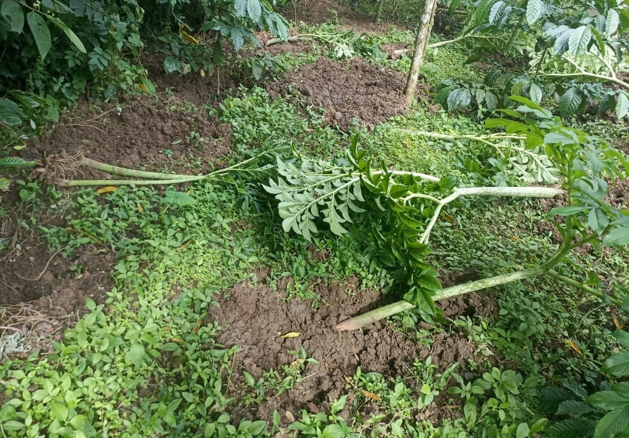 കാട്ടുപന്നി ശല്യം രൂക്ഷം: വ്യാപക കൃഷിനാശം; അധികൃതർ അടിയന്തരമായി ഇടപെടണമെന്ന് കർഷകർ