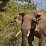 വീണ്ടും ജീവനെടുത്ത് കാട്ടാന; ഇടുക്കി തലക്കുളം എസ്റ്റേറ്റില്‍ തൊഴിലാളിക്ക് ദാരുണാന്ത്യം