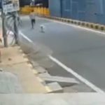 രാത്രി റോഡില്‍വച്ച് പീഡിപ്പിക്കാന്‍ ശ്രമം, യുവതിയുടെ രക്ഷകരായി തെരുവുനായ്ക്കള്‍; അക്രമിയെ തുരത്തിയോടിച്ചു