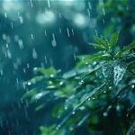 ഇന്നും നാളെയും ശക്തമായ മഴ, 50 കിലോമീറ്റർ വരെ വേ​ഗത്തിൽ കാറ്റിനും ഇടിമിന്നലിനും സാധ്യത; മൂന്ന് ജില്ലകളിൽ യെല്ലോ അലർട്ട്