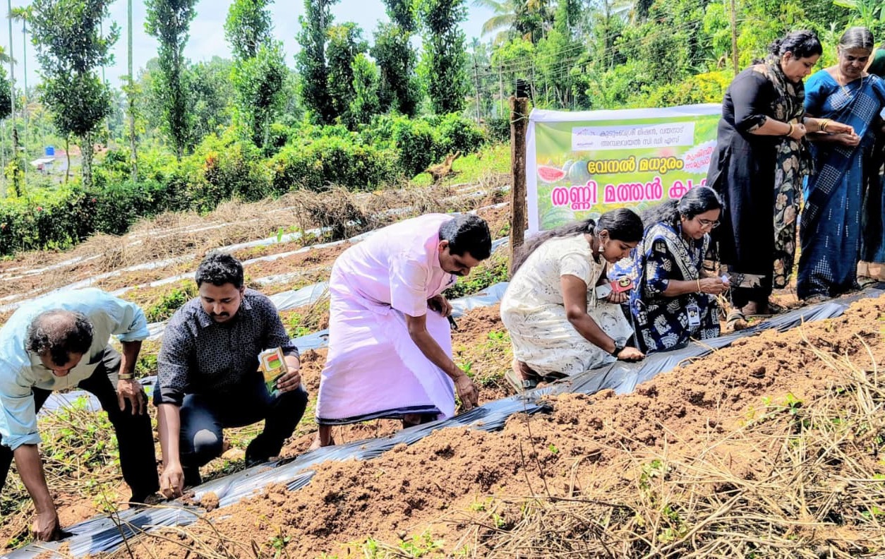വേനല്‍ മധുരം തണ്ണിമത്തന്‍ കൃഷിക്ക് ജില്ലയില്‍ തുടക്കം