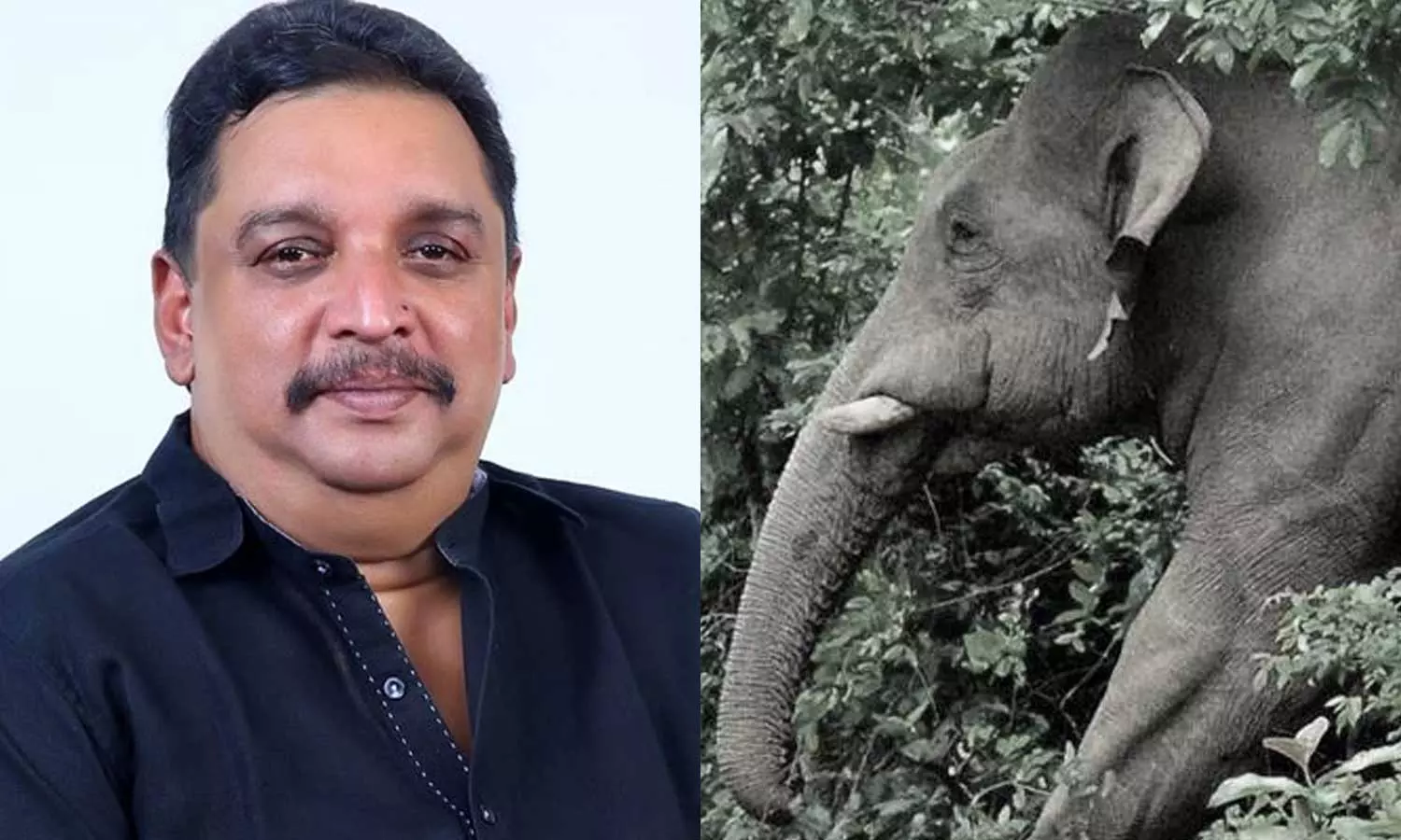 വന്യജീവി ആക്രമണം; കൃഷിനാശത്തിന്റെ നഷ്ടപരിഹാര തുക 100 ശതമാനം വര്‍ധിപ്പിച്ചു