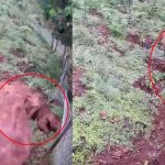 കുത്തനെയുള്ള ചെരിവിൽ നിന്ന് ഉരുണ്ടുവീണ കുട്ടിയാന ചരിഞ്ഞു